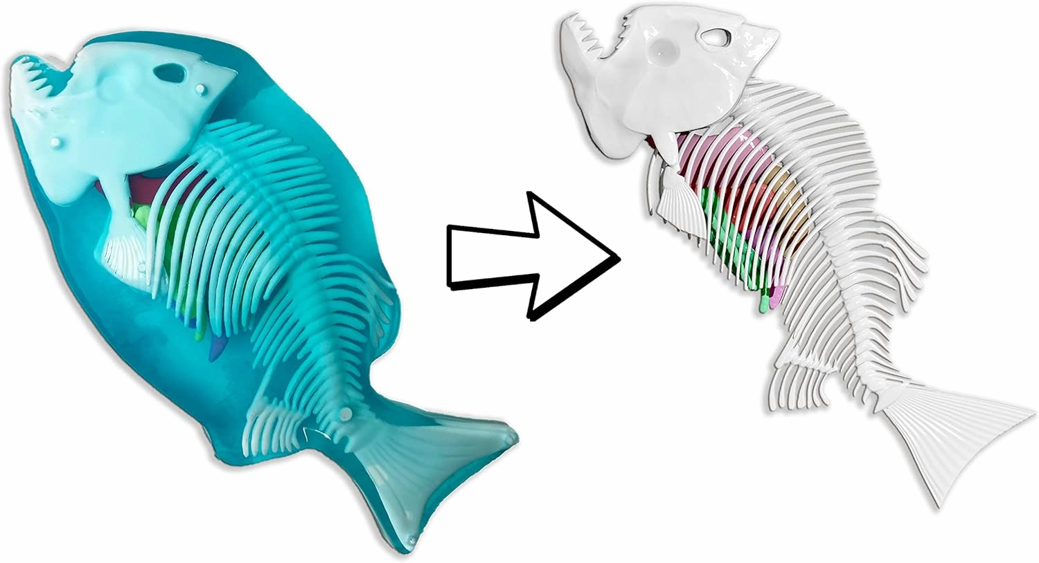 Dissect-It Simulated Synthetic Lab Dissection Toy, STEM Projects for Kids Ages 6 , Animal Science, Biology, Anatomy Home Learning Kit, Great for Young Scientists! - Piranha