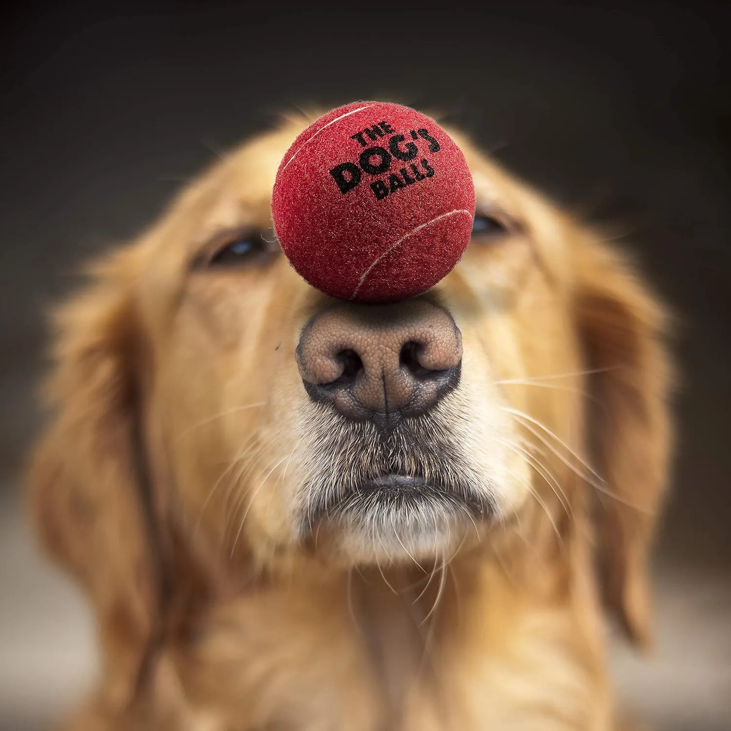 The Dog's Balls 12-Pack Red Dog Tennis Balls, 2.5 Inch Diameter Dog Toy, Medium Breed, Fetch Toy